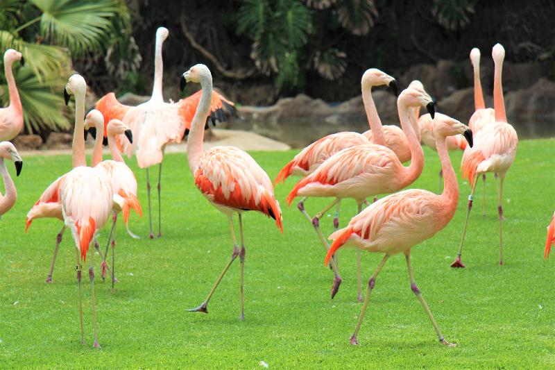 Imagen de alojamiento Flamingo Suites