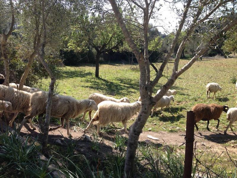 Imagen de alojamiento Finca Agroturismo Dalt Murada Imagen de alojamiento Finca Agroturismo Dalt Murada