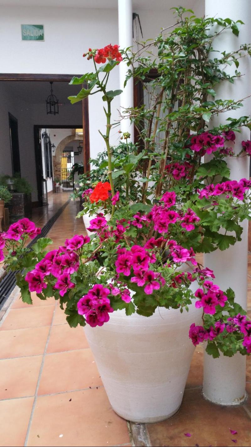 Imagen de alojamiento Casa de los Naranjos Imagen de alojamiento Casa de los Naranjos