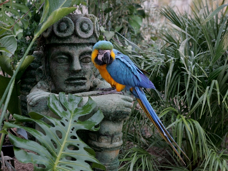 Imagen de alojamiento Magic Natura Animal, Waterpark & Polynesian Resort Imagen de alojamiento Magic Natura Animal, Waterpark & Polynesian Resort