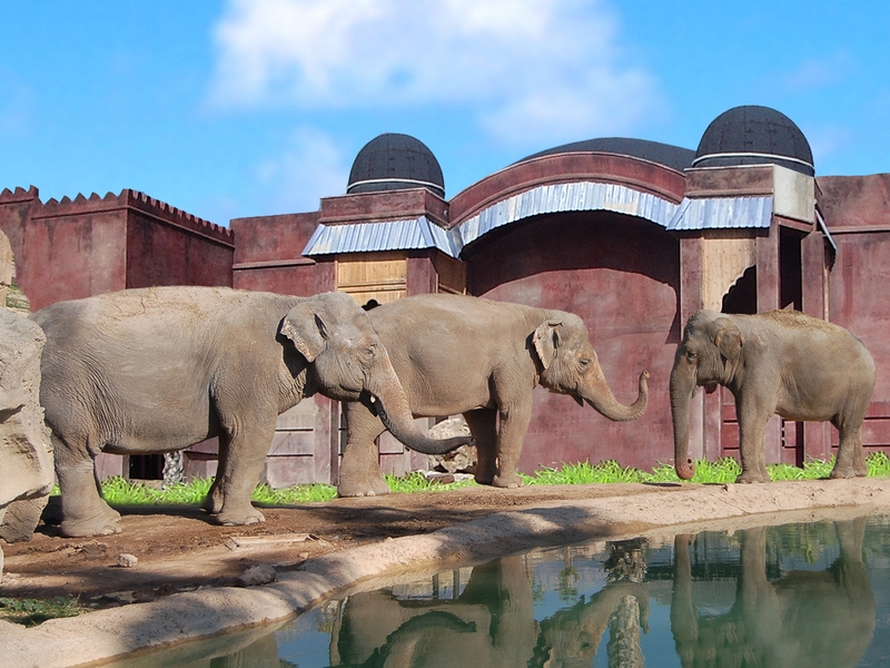 Imagen de alojamiento Magic Natura Animal, Waterpark & Polynesian Resort Imagen de alojamiento Magic Natura Animal, Waterpark & Polynesian Resort