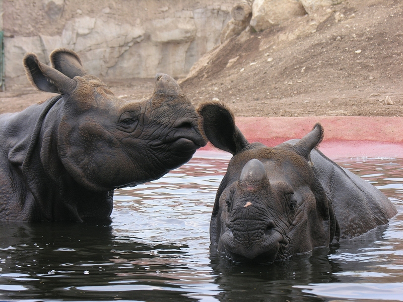 Imagen de alojamiento Magic Natura Animal, Waterpark & Polynesian Resort Imagen de alojamiento Magic Natura Animal, Waterpark & Polynesian Resort