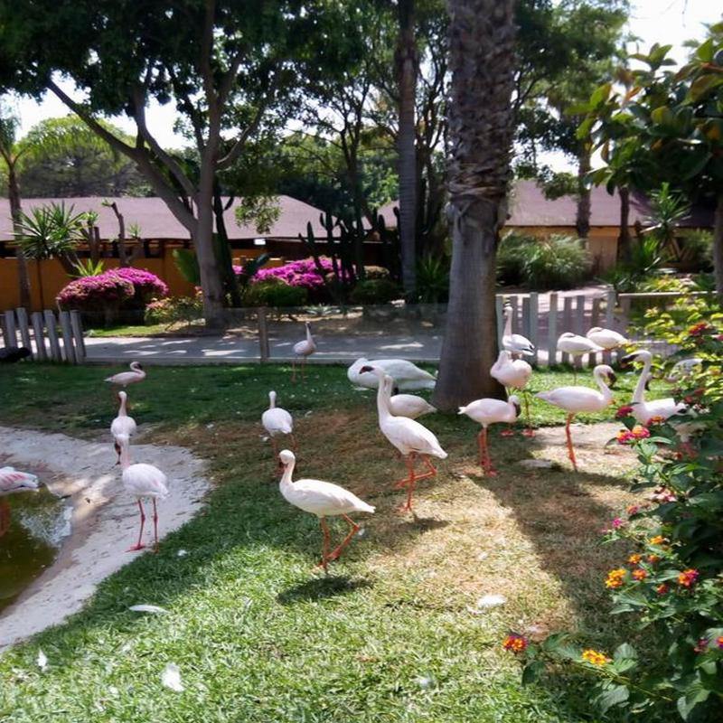 Imagen de alojamiento Apartment in Fuengirola - 104229 Imagen de alojamiento Apartment in Fuengirola - 104229