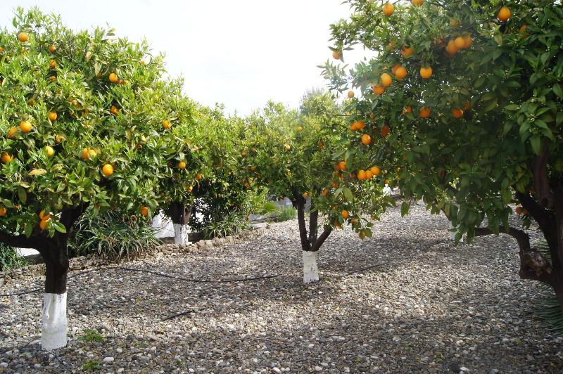 Imagen de alojamiento CASA DE ORANGE Imagen de alojamiento CASA DE ORANGE