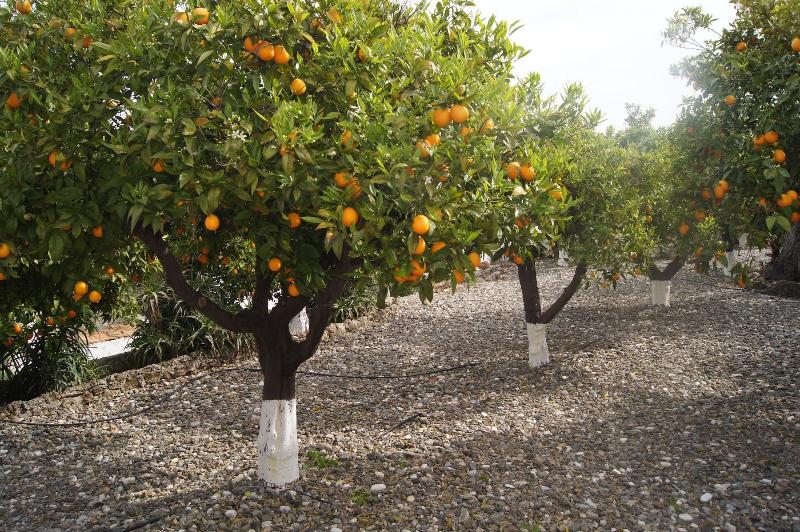 Imagen de alojamiento CASA DE ORANGE Imagen de alojamiento CASA DE ORANGE