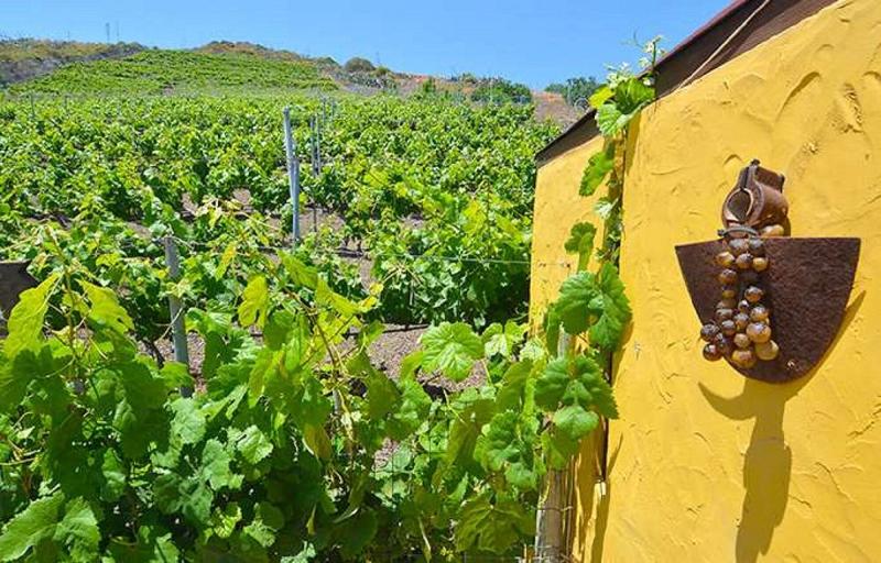 Imagen de alojamiento Tafira Alta Vineyard Volcanic Apartment Imagen de alojamiento Tafira Alta Vineyard Volcanic Apartment
