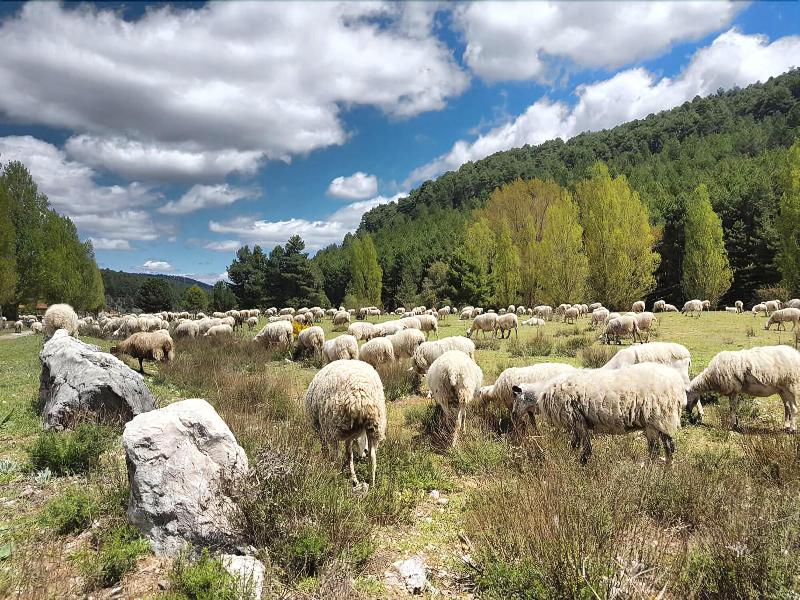 Imagen de alojamiento Enclave Soria Imagen de alojamiento Enclave Soria