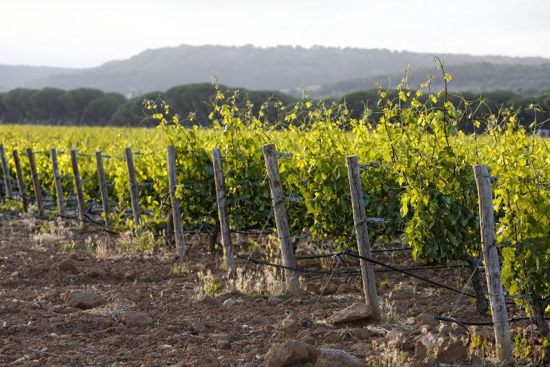 Imagen de alojamiento Abadia Retuerta Ledomaine Imagen de alojamiento Abadia Retuerta Ledomaine