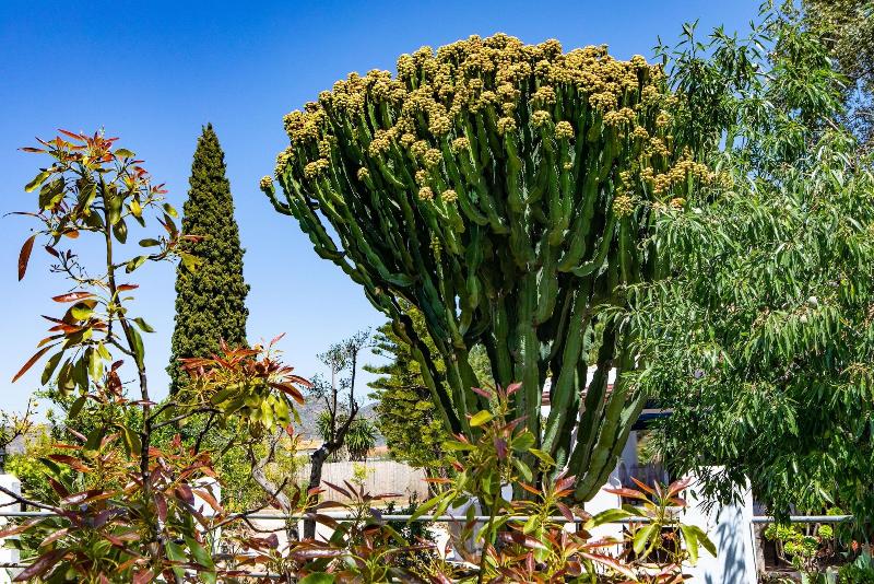 Imagen de alojamiento The Palms Boutique Resort Malaga - Adults Only Imagen de alojamiento The Palms Boutique Resort Malaga - Adults Only