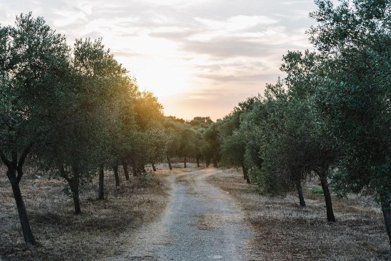 Imagen de alojamiento Agroturismo Llucasaldent Gran Menorca - Adults onl Imagen de alojamiento Agroturismo Llucasaldent Gran Menorca - Adults onl