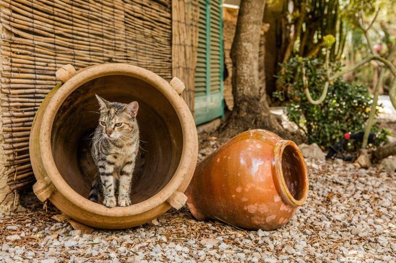 Imagen de alojamiento Finca Can Duvai Mallorca Imagen de alojamiento Finca Can Duvai Mallorca