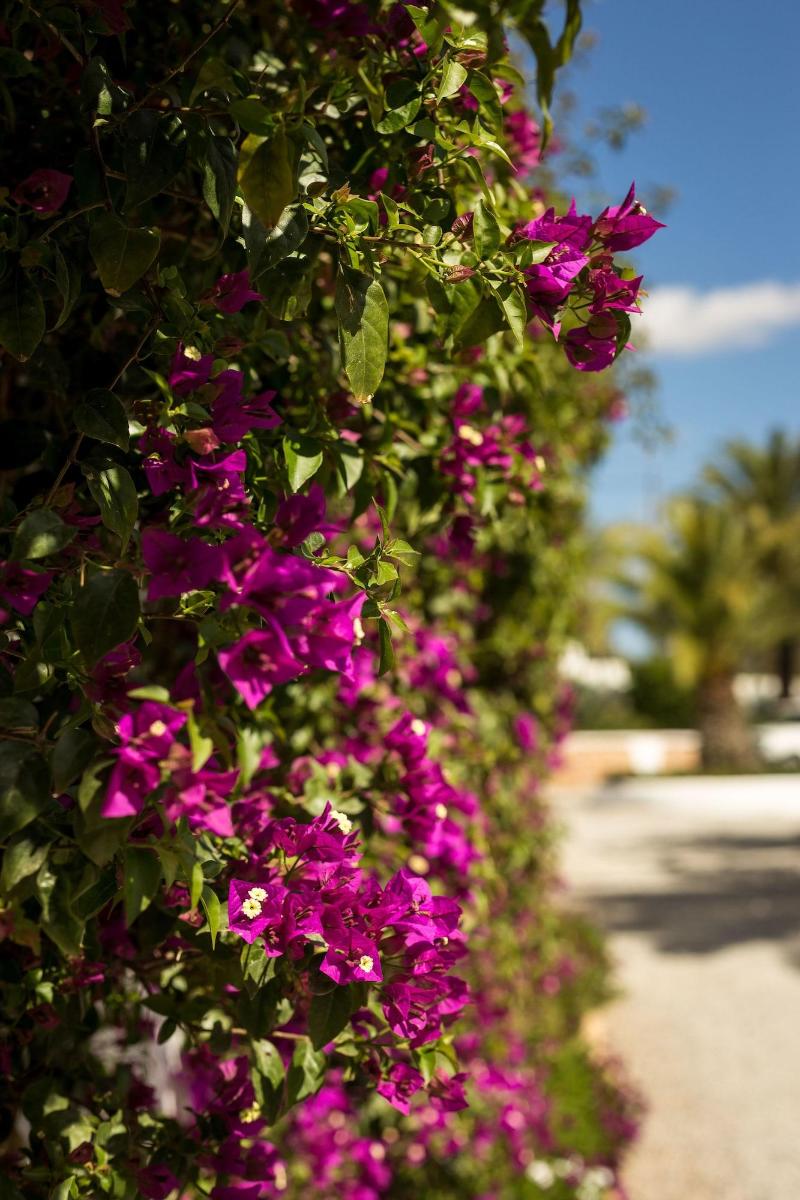 Imagen de alojamiento Boutique Hotel Ibizazen Imagen de alojamiento Boutique Hotel Ibizazen