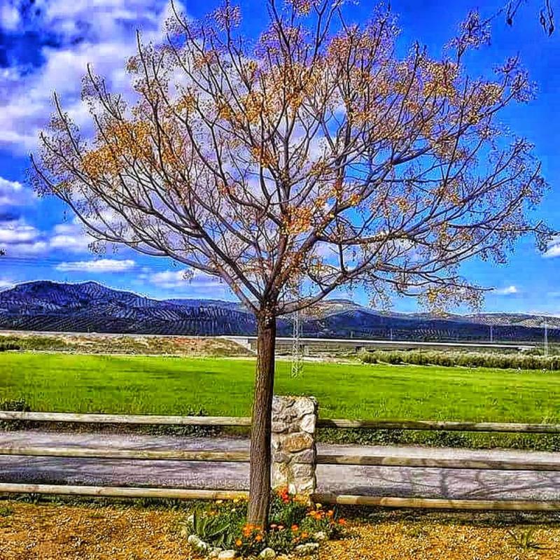 Imagen de alojamiento Alojamiento Rural El Cortijuelo Imagen de alojamiento Alojamiento Rural El Cortijuelo